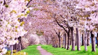 お花見ワイン会　桜並木